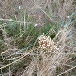 Allium ampeloprasumFlower