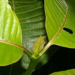 Palicourea guianensis Blatt