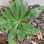 Echium vulgareपत्ता