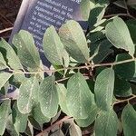 Combretum apiculatum Leaf