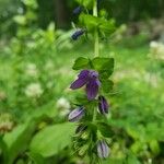 Triodanis perfoliata Floare