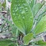 Plantago australis Deilen