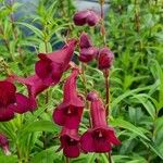 Penstemon barbatusBlüte