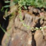 Sesamoides purpurascens 花