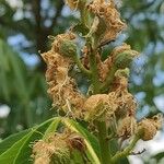 Aesculus glabra 果