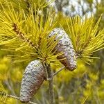 Pinus halepensisFruit