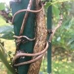 Holboellia coriacea 樹皮