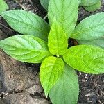 Hydrangea paniculataFolio