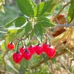 Solanum dulcamaraPlod