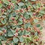 Euphorbia albomarginata Habitat