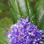 Ceanothus thyrsiflorus Flower