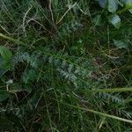 Pedicularis pyrenaica Leaf
