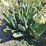 Ornithogalum candicans Hábito