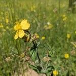 Hypericum barbatum Flors