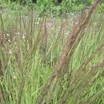 Calamagrostis epigejos Blüte