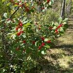 Ilex verticillata Plod