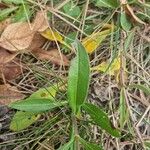 Veronica spicata 葉