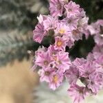 Limonium tuberculatum 花