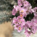 Limonium tuberculatum Flower