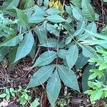 Carya glabra List