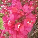 Bougainvillea spectabilis Kwiat