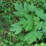 Girardinia diversifolia Blatt