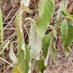 Gutenbergia boranensis Leaf