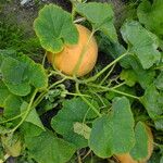 Cucurbita maxima Лист