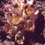 Cistanche violacea Flower