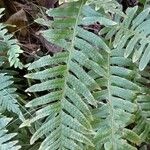 Polypodium vulgare Ліст