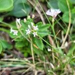 Asperula cynanchicaBlomst