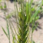 Triticum turgidum Owoc