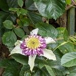 Clematis florida Kvet