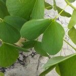 Bauhinia tomentosa Leaf
