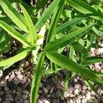 Trifolium rubens Leaf