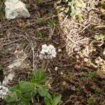 Arabis caerulea Habitus