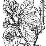 Rubus adscitus Övriga