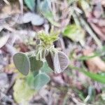 Lespedeza hirta Leaf