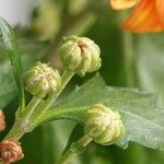 Chrysanthemum indicum Övriga