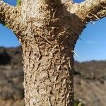 Araucaria heterophylla Bark