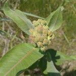 Asclepias viridiflora Ліст