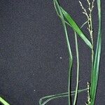 Scleria gaertneri その他の提案