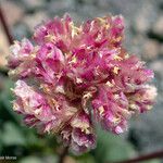 Calyptridium umbellatum ᱵᱟᱦᱟ