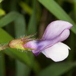 Vicia bithynica Blüte