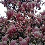 Magnolia × soulangeana ফুল
