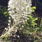 Xerophyllum tenax Žiedas