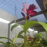 Cattleya brevipedunculata Çiçek