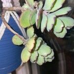 Kalanchoe pinnataЛисток