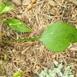 Claytonia sibirica Blatt