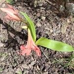 Hippeastrum puniceum 叶